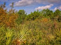 Overgrown meadow in Florida