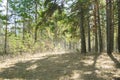 Overgrown mixed forest on sunny day. Royalty Free Stock Photo