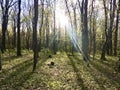 Overgrown mixed forest on sunny day. Sunlight forest Royalty Free Stock Photo