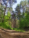 Overgrown mixed forest on sunny day. Sunlight forest Royalty Free Stock Photo