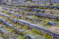 Overgrown with moss steps Royalty Free Stock Photo