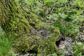 Overgrown with moss tree trunk Royalty Free Stock Photo