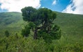 Overgrown mountain pine tree Royalty Free Stock Photo