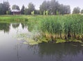 Overgrown muddy lake