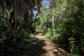 Overgrown old florida wilderness footpath on sunny day