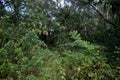 Overgrown old florida wilderness on sunny day