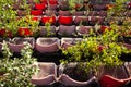 Overgrown old stadium seats Royalty Free Stock Photo