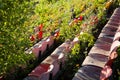 Overgrown old stadium seats Royalty Free Stock Photo