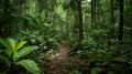 Overgrown Path Through Dense Jungle Royalty Free Stock Photo