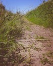 Overgrown path in the grass Royalty Free Stock Photo