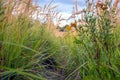 Overgrown path in high grass Royalty Free Stock Photo