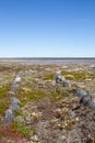 An overgrown path outlined with rocks on the arctic tundra