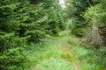 Overgrown path throug a forest.. Royalty Free Stock Photo