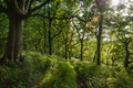 Almost overgrown path through woodland