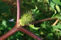 Overgrown plants Datura summer day