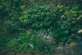 Overgrown plants in garden background rainy day