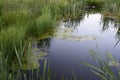 Overgrown pond, green mud