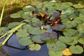 Overgrown pond illuminated by sunlight. Royalty Free Stock Photo