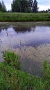 An overgrown pond in the late evening. Reflection of the night sky and trees on the surface of the water Royalty Free Stock Photo