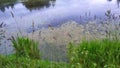 An overgrown pond in the late evening. Reflection of the night sky on the water surface Royalty Free Stock Photo