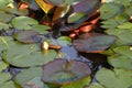 Overgrown pond with lilies. Royalty Free Stock Photo
