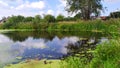 An overgrown pond on a Sunny day. Reflection of clouds on the water surface. Beautiful natural summer landscape. A large tree Royalty Free Stock Photo