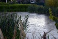 Overgrown pond in the village. The sunset is reflected on the surface of the water. Grass and reeds grow on the Bank of the old Royalty Free Stock Photo