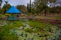 Overgrown pond with water lilies in the evening in the Park. Malaysia. Kota Kinabalu Royalty Free Stock Photo