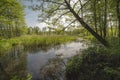 Wetlands in the forest in spring time . Royalty Free Stock Photo
