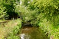 Overgrown Riverbank