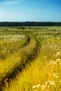 Overgrown road in the field Royalty Free Stock Photo