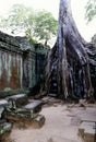 Overgrown ruins- Cambodia Royalty Free Stock Photo