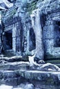 Overgrown ruins- Cambodia Royalty Free Stock Photo