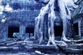 Overgrown ruins- Cambodia Royalty Free Stock Photo