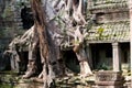 Overgrown Ruins- Cambodia Royalty Free Stock Photo