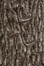 An overgrown scar on the textured bark of a tree Royalty Free Stock Photo