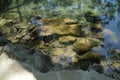 Overgrown with silt and moss stones can be seen through the green water of the pond in the overgrown Park, summer Sunny day