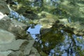 Overgrown with silt and moss stones can be seen through the green water of the pond in the overgrown Park, summer Sunny day