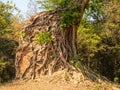 Overgrown temple - Sambor Prei Kuk