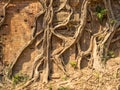 Overgrown temple - Sambor Prei Kuk