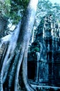 Overgrown temple- Ta Prohm, Angkor Wat ruins Royalty Free Stock Photo