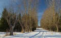 Overgrown tree alley in sunny winter day. Forgotten, abandoned ghost town Skrunda, Latvia. Former Soviet army radar station