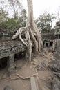 Overgrown tree, Angkor Wat complex