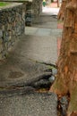 An overgrown tree root system breaks up an asphalt sidewalk,