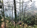 Overgrown tree trunks in mist rainforest Royalty Free Stock Photo