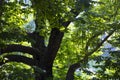 Overgrown tree in a wonderful sunny forest