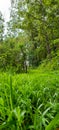 Overgrown uphill green forest pathway Royalty Free Stock Photo
