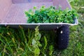 An old cart stands in an abandoned garden, a wheelbarrow with grass