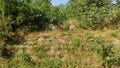 Overgrown vegetation covering Sirsukh ancient ruins Royalty Free Stock Photo