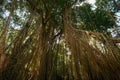 Overgrown Vine and Lianas Around Trees